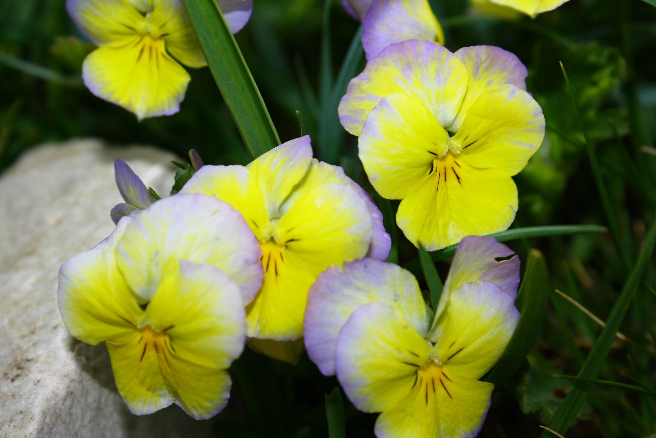 Viola calcarata